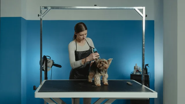 Toiletteur de chien à Bretenoux