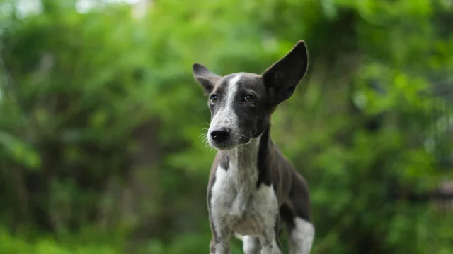 Chien perdu