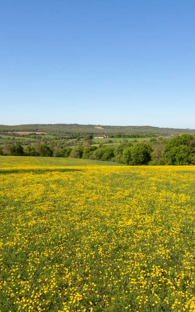 Champ fleuri sur le Causse