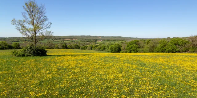 Champ fleuri sur le Causse