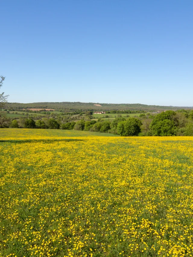 Champ fleuri sur le Causse