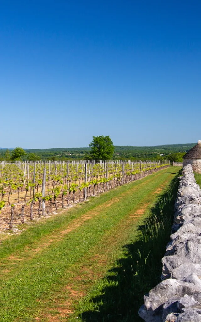 Vignes de la Borie d'Imbert à Rocamadour