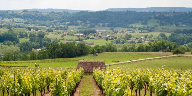 Vignes des Coteaux de Glanes