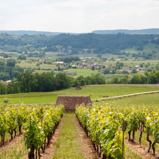 Vignes des Coteaux de Glanes