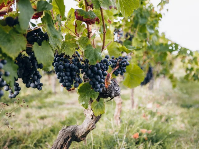 Dans les vignes