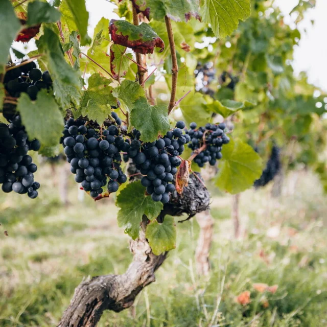 Dans les vignes