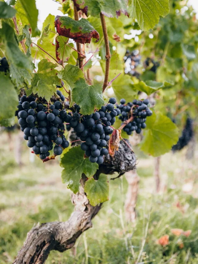 Dans les vignes