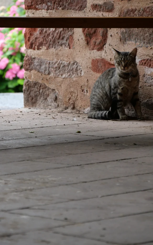 Chat dans les rues de Meyssac