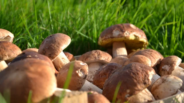 Cepes5.jpeg 1920px