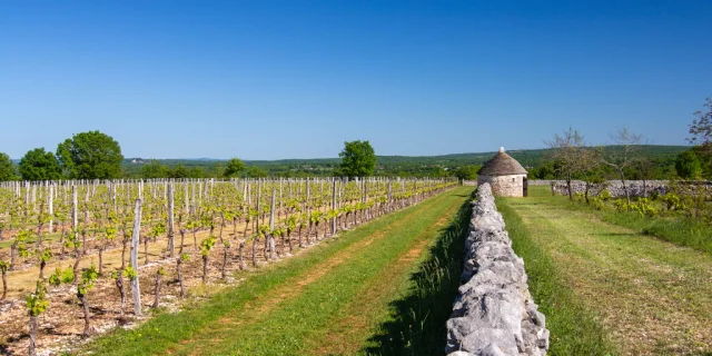 Vignes de la Borie d'Imbert à Rocamadour