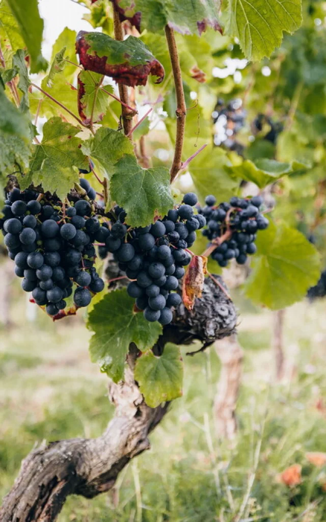 Dans les vignes